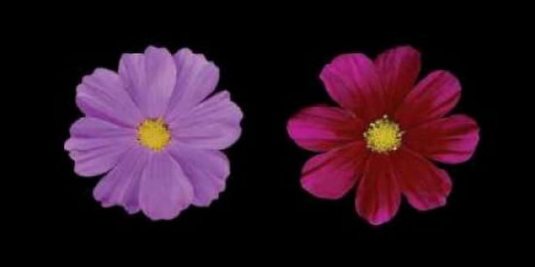 Cosmos Flower Duet Canvas Art - Vitaly Geyman (10 x 20)
