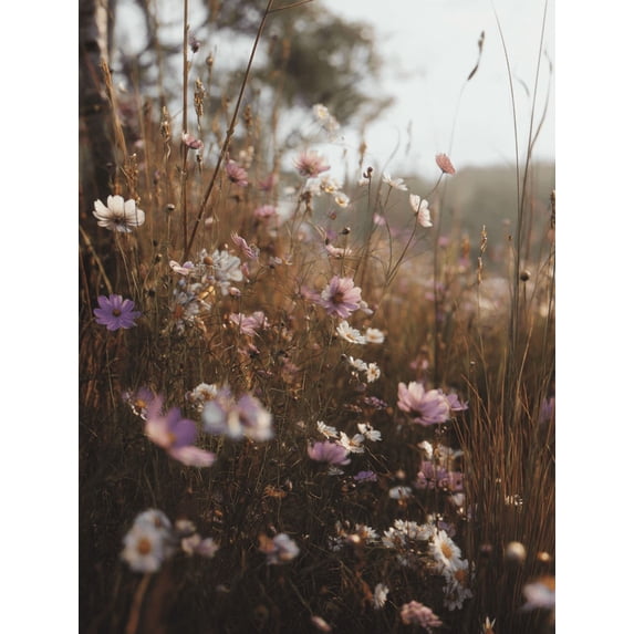 Cosmos Flower Meadow Canvas Print, Wall Art for Living Room Bedroom Dining Room Office Farmhouse