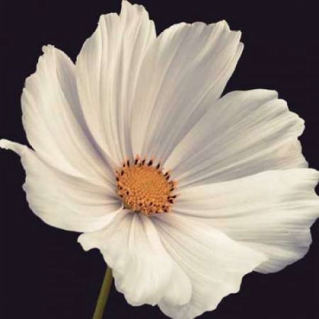 Cosmos I Canvas Art - Assaf Frank (24 x 24)