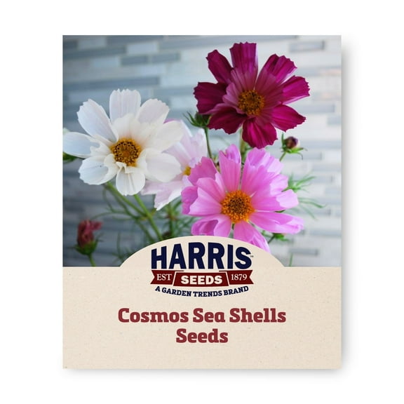 Harris Seeds Cosmos Sea Shells, Organic, Non-GMO, 50 Count