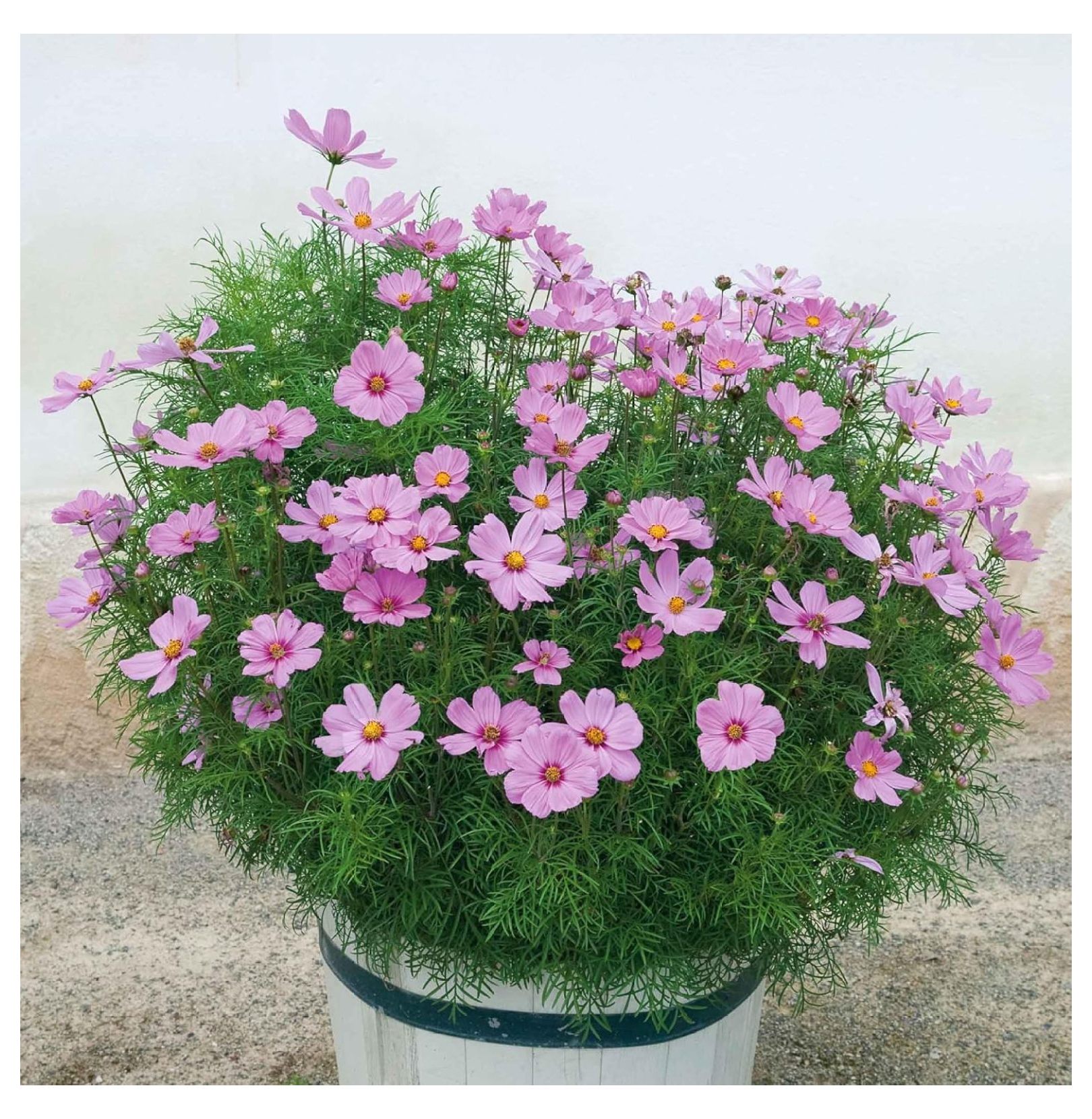 Cosmos Seeds (Dwarf Early) Rose NonGMO Seeds for Planting, 1/4 Pound