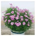 Cosmos Seeds (Dwarf Early) Rose NonGMO Seeds for Planting, 1/4 Pound