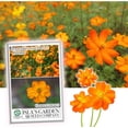 thumbnail image 1 of Cosmos Sulphur Klondyke Orange Flower Seeds, 100 Seeds Per Packet, isla's Garden Seeds, 1 of 6
