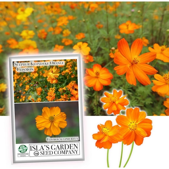 Cosmos Sulphur Klondyke Orange Flower Seeds, 100 Seeds Per Packet, isla's Garden Seeds
