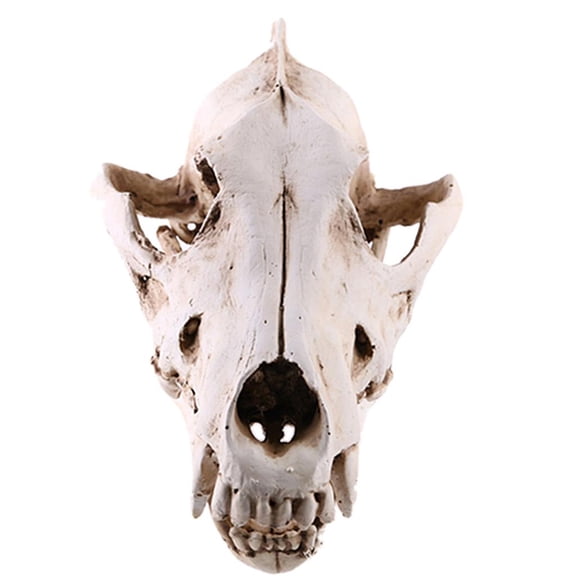 Cosplay Jackal Wolf Bone Head Skull Pots Carved Resin Creative Birthday Gift Easter Day Festival Part Decoration 6