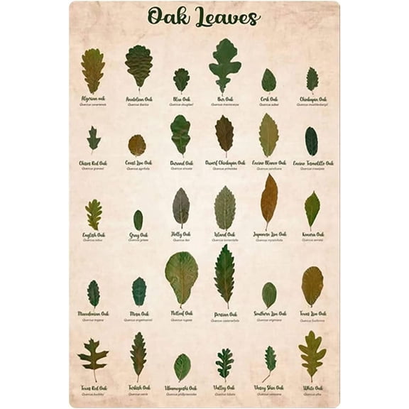 CosrKee Types of Oak Leaves Metal Tin Sign