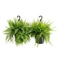 thumbnail image 1 of Costa  10 in. Boston Fern in Hanging Basket, 2 Pack, 1 of 1
