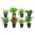thumbnail image 1 of Costa S-FOL-G-POT-08-US 3.8 in. Assorted Foliage in Grower's Pot, 8 Pack, 1 of 1