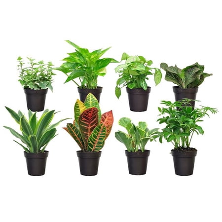 Costa S-FOL-G-POT-08-US 3.8 in. Assorted Foliage in Grower's Pot, 8 Pack