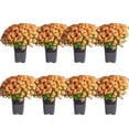 thumbnail image 1 of Costa Farms 1-Qt Orange Mums Chrysanthemum, Full Sun, Outdoor Live House Plants, 8-Pk, 1 of 9