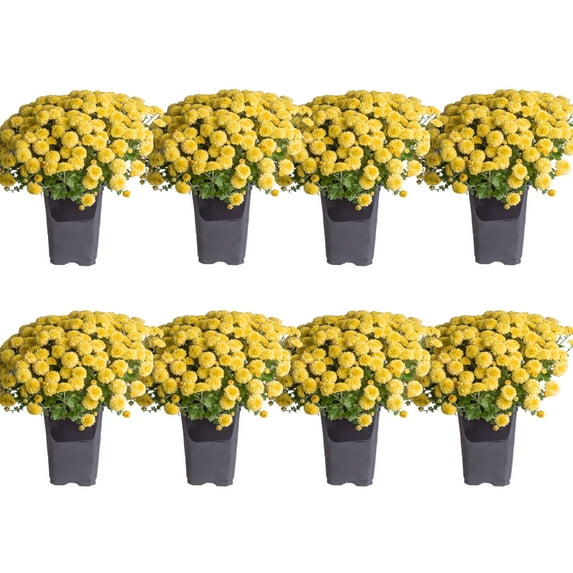 Costa Farms 1-Qt Yellow Mums Chrysanthemum, Full Sun, Outdoor Live House Plants, 8-Pk