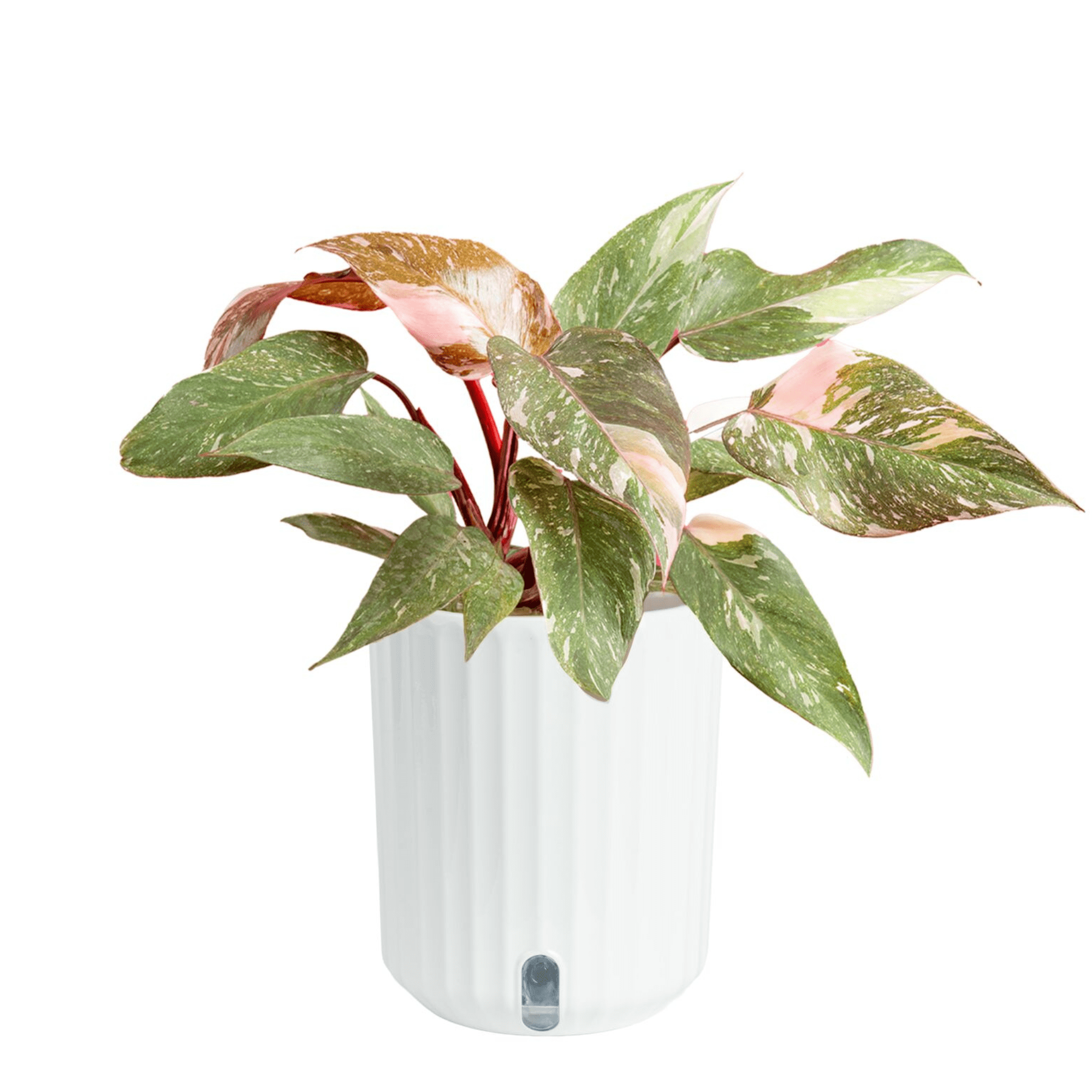 Costa Farms 10" Pink Princess Philodendron Live House Plants in 5" Self-Watering Planter