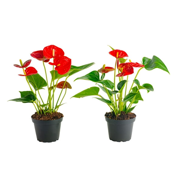 Costa Farms 10" Tall Red Anthurium Live House Plants in 4" Grower Pot (2 Count)