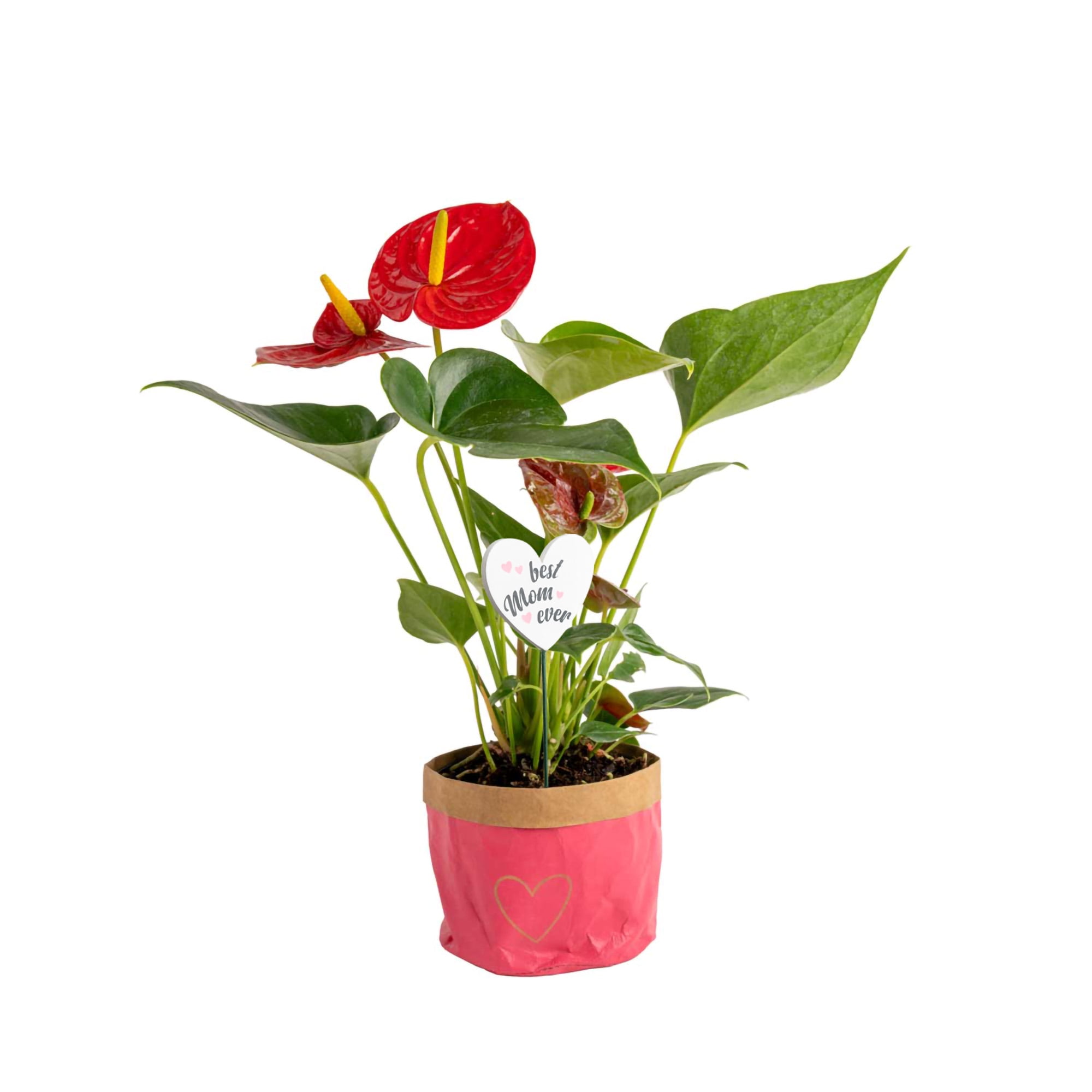 Costa Farms 10-12" Tall Red Anthurium, Bright Indirect Sunlight, Indoor Live House Plants, Mom