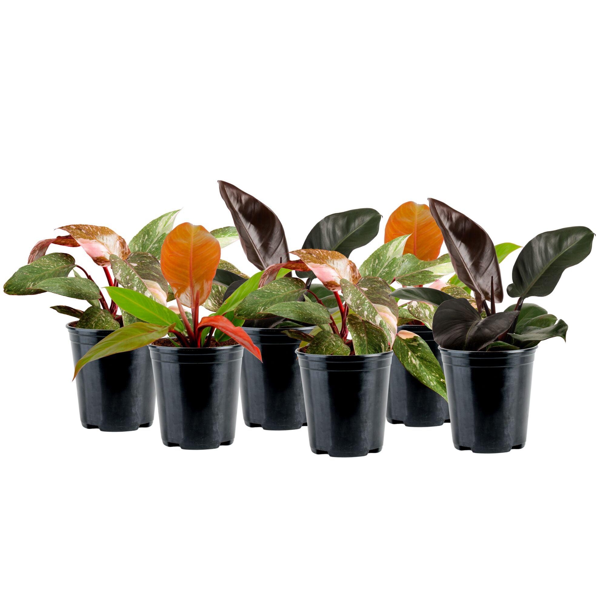 tube succulent Crassula ovata Gollum - Jade Plant - Succulents | Hortology