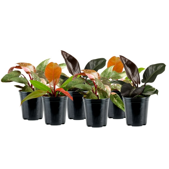 Costa Farms 12" Philodendron Grower's Choice Live House Plants in 5" Grower Pot (6 Count)