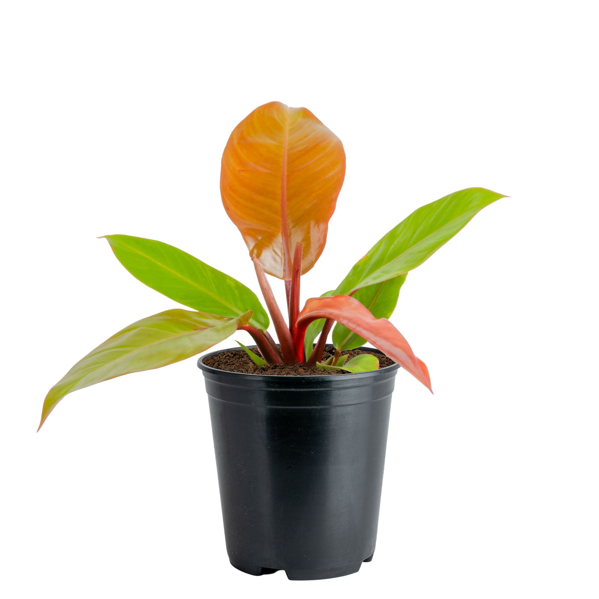 Costa Farms 12" Philodendron Grower's Choice Live House Plants in 5" Grower Pot