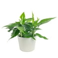 thumbnail image 1 of Costa Farms 10" Tall, Epipremnum Grower's Choice Bright Indirect Sunlight, Live House Plants, 1 of 8
