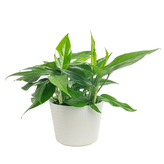 Costa Farms 10" Tall, Epipremnum Grower's Choice Bright Indirect Sunlight, Live House Plants