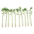 thumbnail image 1 of Costa Farms 10" Lucky Bamboo Spiral Stalks, Low Indirect Sunlight, Indoor Live House Plants, 10-Pk, 1 of 7