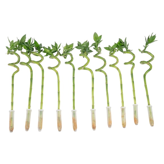 Costa Farms 10" Lucky Bamboo Spiral Stalks, Low Indirect Sunlight, Indoor Live House Plants, 10-Pk