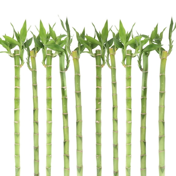 Costa Farms 10" Lucky Bamboo Stalks, Low Indirect Sunlight, Indoor Live House Plants, 10-Pk