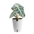 thumbnail image 1 of Costa Farms 10" Alocasia Polly  Live House Plants in 5" Self-Watering Planter, 1 of 11