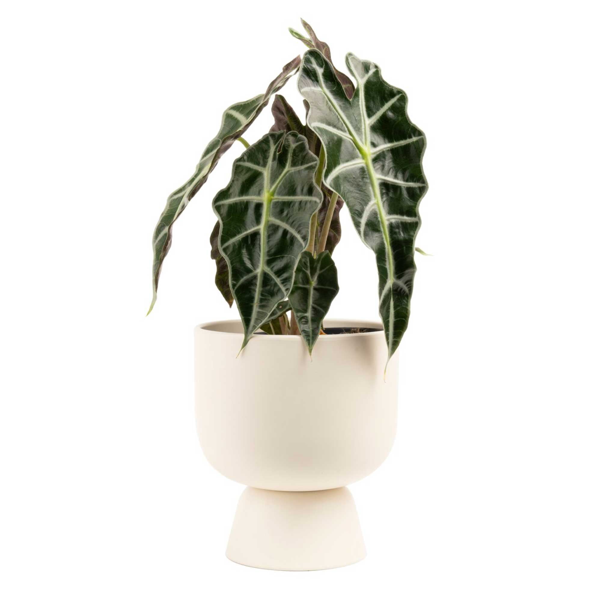Costa Farms 10" Tall Alocasia Polly, Bright Indirect Sunlight, Indoor Live House Plants, Dcor Pot