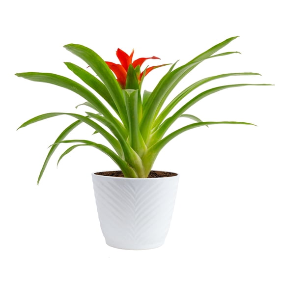 Costa Farms 10" Bromeliad Live Houseplant in 4" Decor Pot