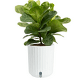 thumbnail image 1 of Costa Farms 12" Fiddle Leaf Fig House Plants in 5" Self-Watering Pot, 1 of 11