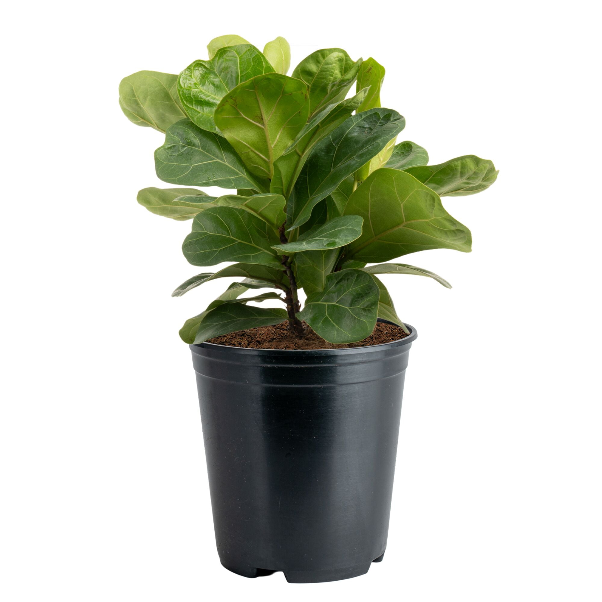 Costa Farms Live Indoor Bambino Ficus Lyrata; Indirect Sunlight Plant, in 6in Grower Pot