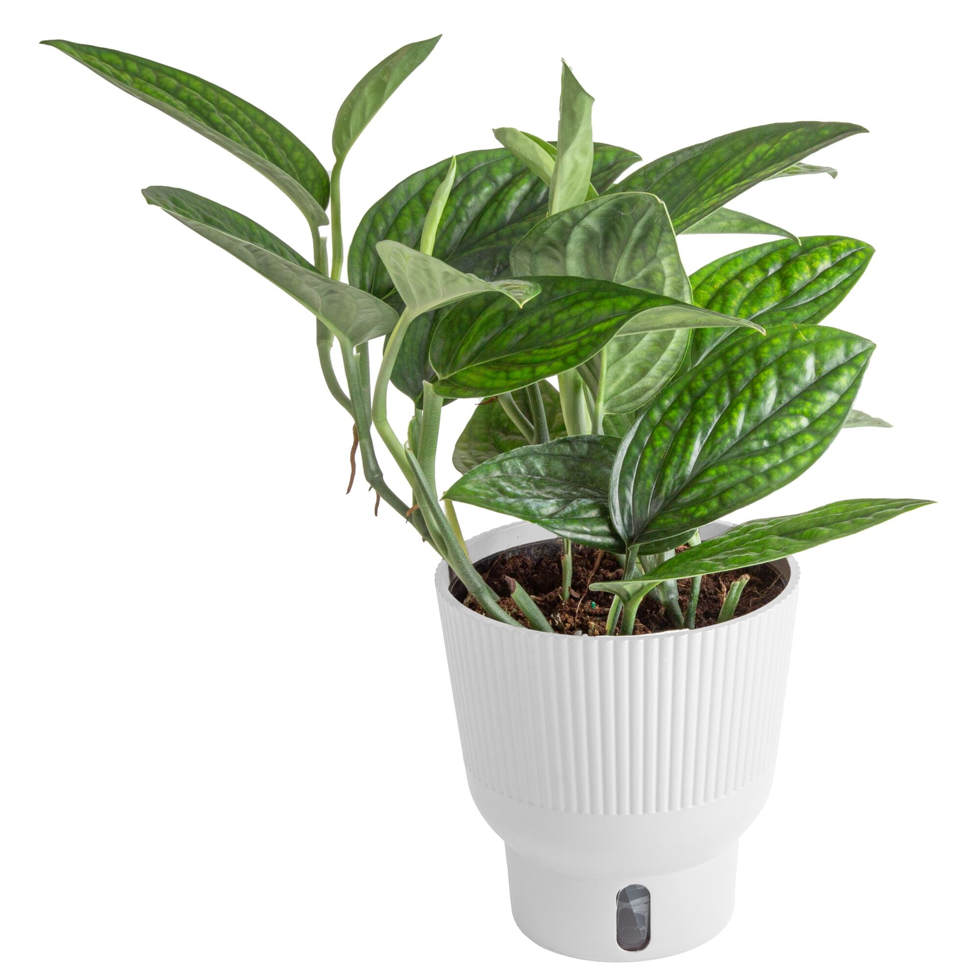 Costa Farms 10" Tall Green Galaxy Monstera, Bright Indirect Sunlight, Indoor Live House Plants