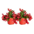 thumbnail image 1 of Costa Farms 10" Tall, Holiday Cactus, Bright Indirect Sunlight, Indoor Live House Plants, 2-Pk, 1 of 11