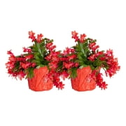 Costa Farms 10" Tall, Holiday Cactus, Bright Indirect Sunlight, Indoor Live House Plants, 2-Pk
