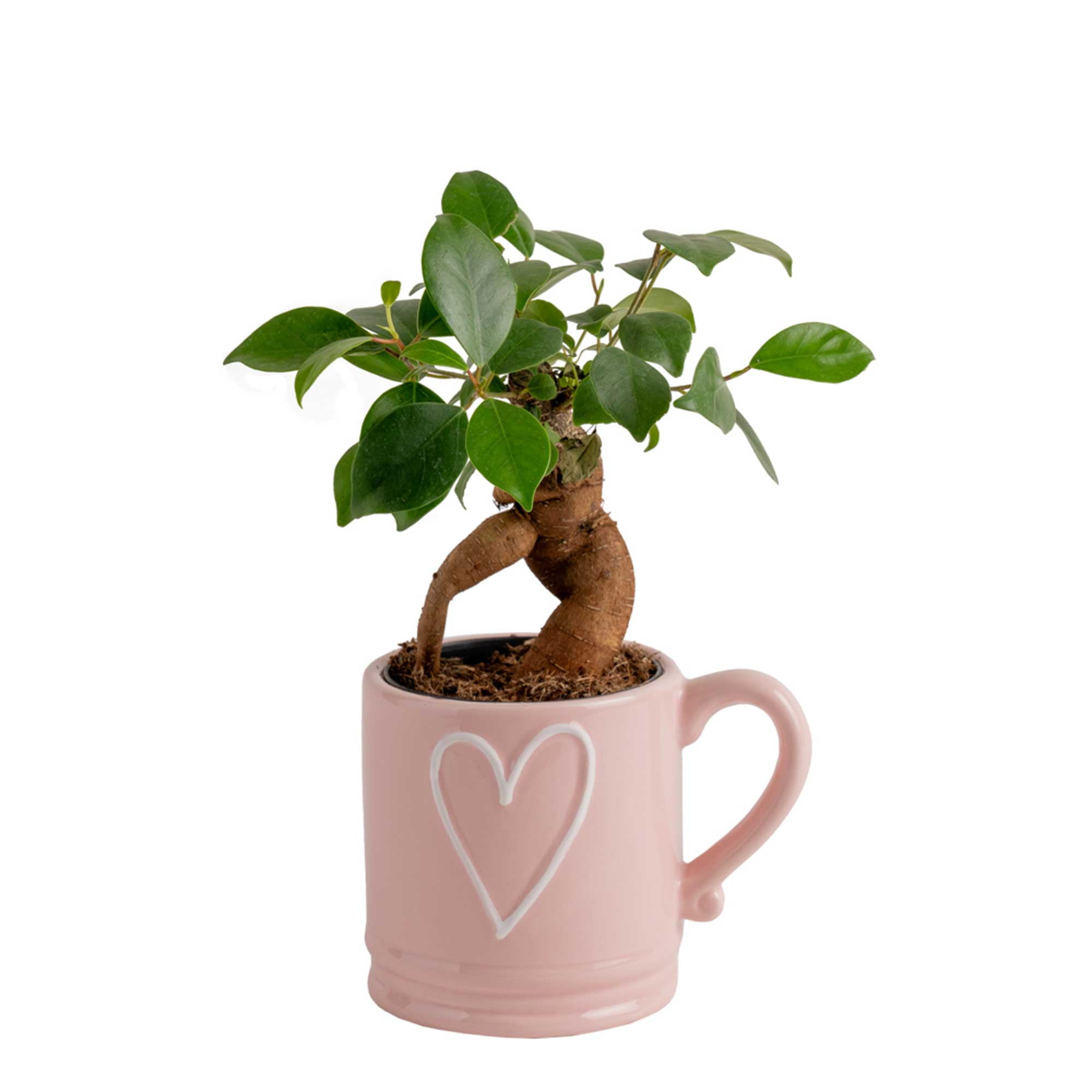 Costa Farms 10 inch Tall Mini Bonsai Grower's Choice, Bright Indirect Sunlight, Indoor Live House Plants, Size: Small