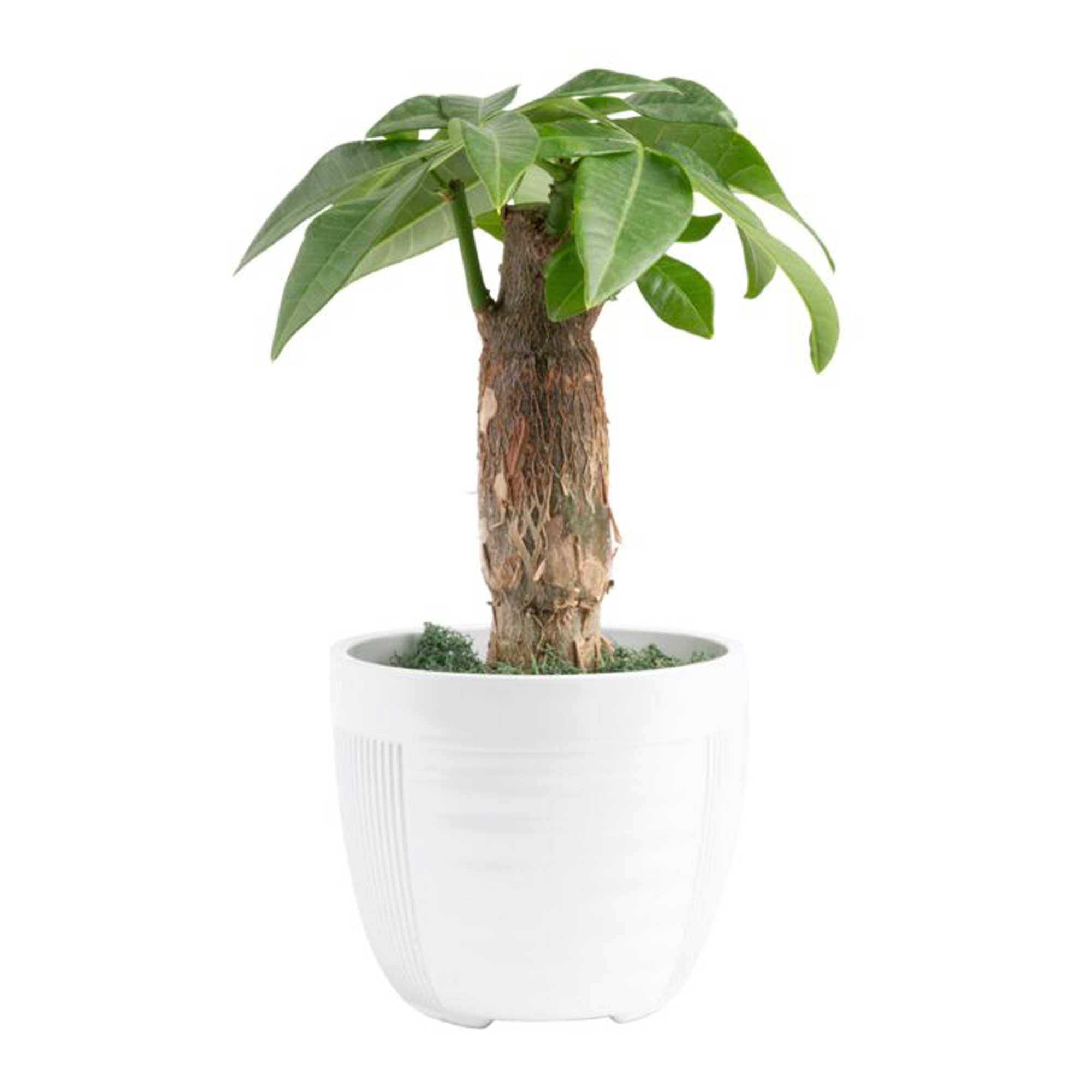 Costa Farms 10" Tall, Pachira Stump Money Tree, Medium Indirect Sunlight, Indoor Live House Plants in Pot