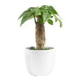 thumbnail image 1 of Costa Farms 10" Tall, Pachira Stump Money Tree, Medium Indirect Sunlight, Indoor Live House Plants in Pot, 1 of 8