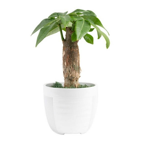 Costa Farms 10" Tall, Pachira Stump Money Tree, Medium Indirect Sunlight, Indoor Live House Plants in Pot