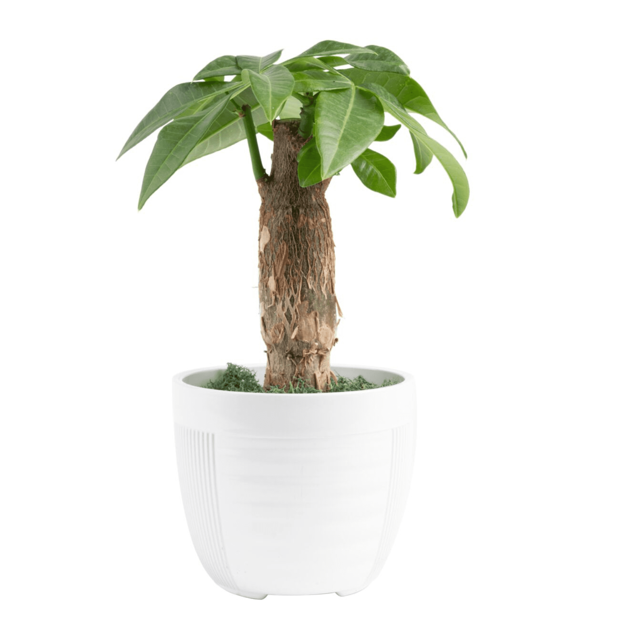 Money Tree Plants in Indoor Plants - Walmart.com