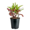 thumbnail image 1 of Costa Farms 16" Tall Croton Mamey Live House Plants in 5" Grower Pot, 1 of 10