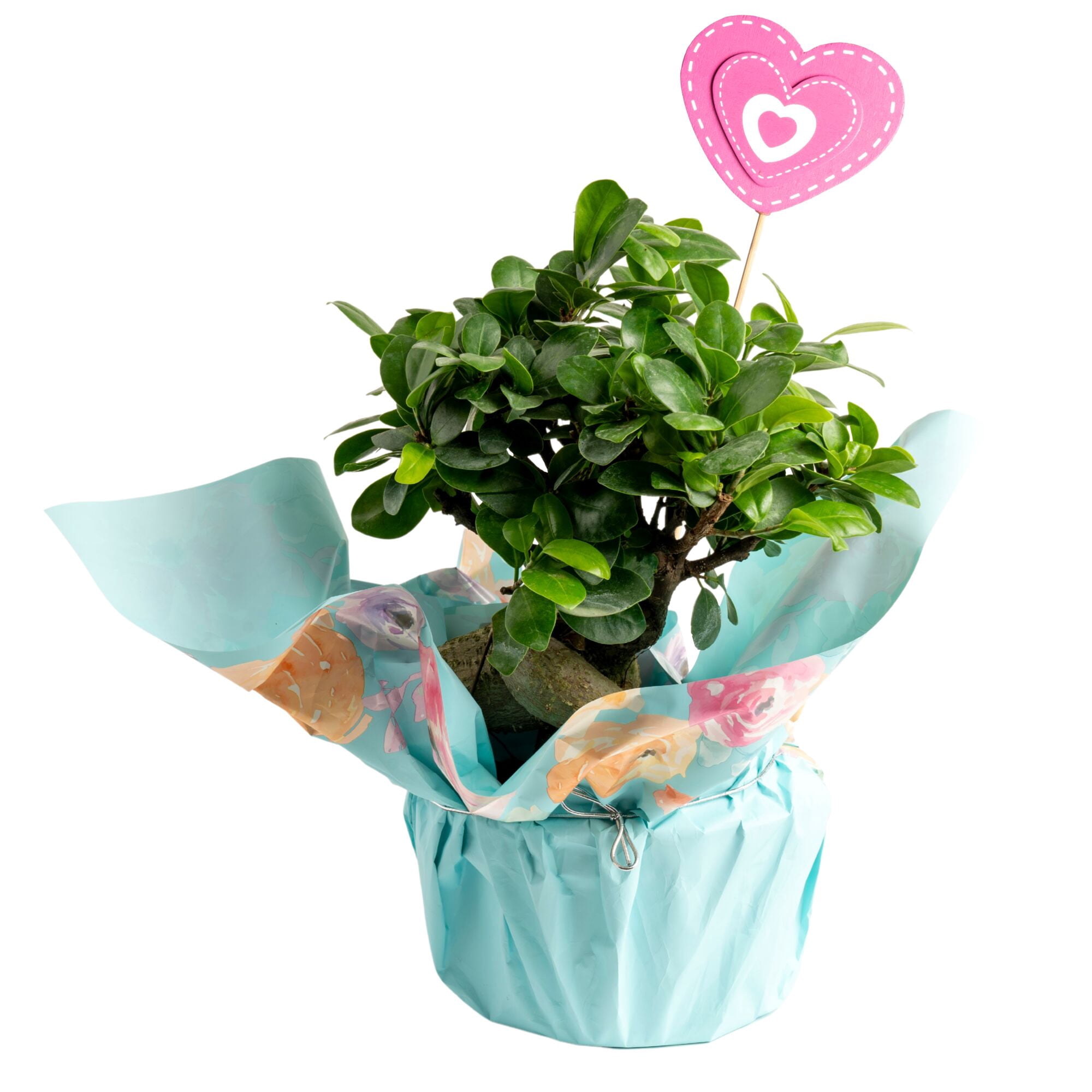 Bonsai Trees Near You & Online at Walmart - Walmart.com