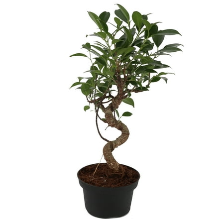 Costa Farms 12" Mini Bonsai Grower's Choice Live House Plants in 5" Grower Pot