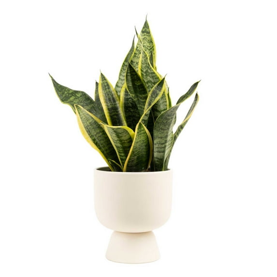 Costa Farms 12-18" Tall Snake Plant Bright Indirect Sunlight, Indoor House Plants, Décor Pot