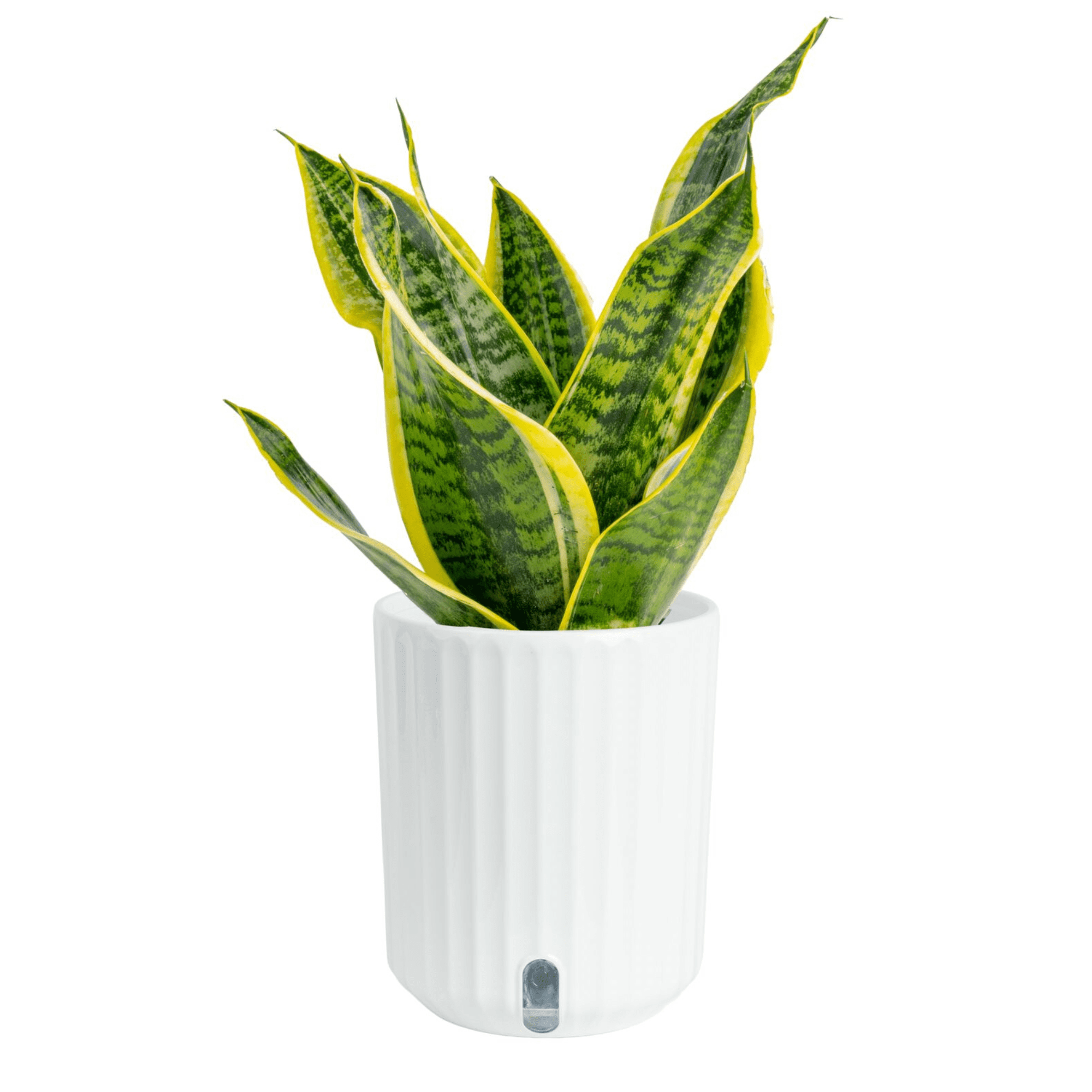 12+ Snake Plant Sale 12+ Snake Plant Sale