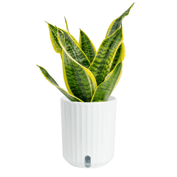 Costa Farms 12" Snake Plant Laurentii Live Plants in 5" Self-Watering Pot