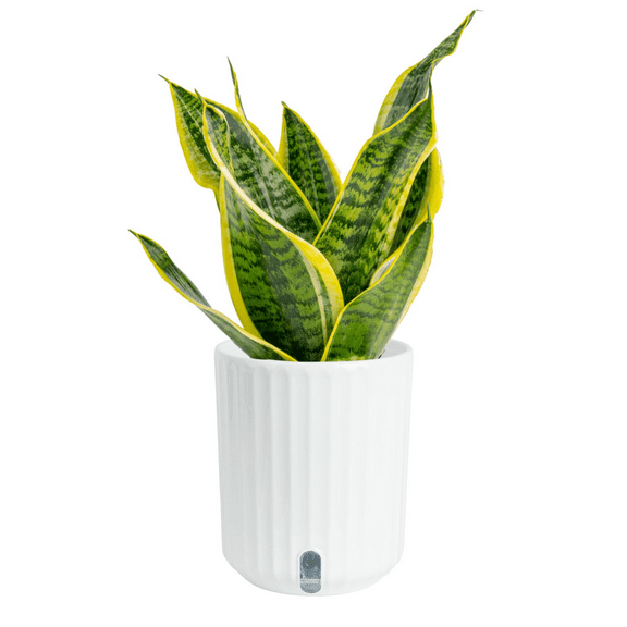 Costa Farms 12" Snake Plant Laurentii Live Plants in 5" Self-Watering Pot