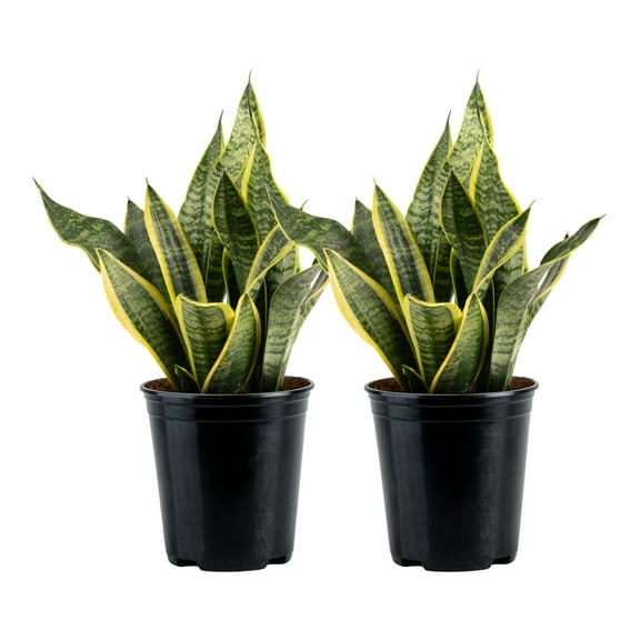Costa Farms 12" Snake Plant Grower's Choice Live Plants in 5" Grower Pot (2 Count)