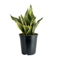 thumbnail image 1 of Costa Farms 12" Snake Plant Grower's Choice Live Plants in 5" Grower Pot, 1 of 10