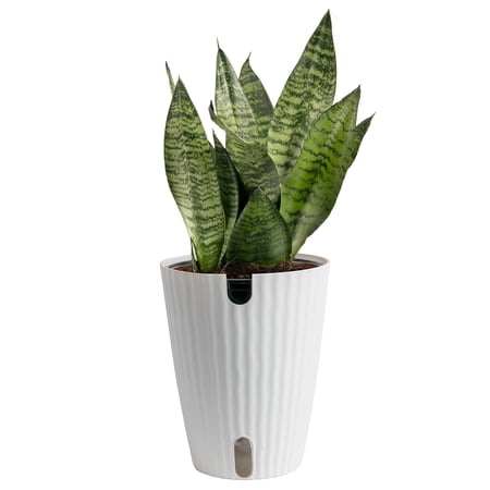 Costa Farms 12" Snake Plant Zeylanica Live Plants in 5" Self-Watering Planter