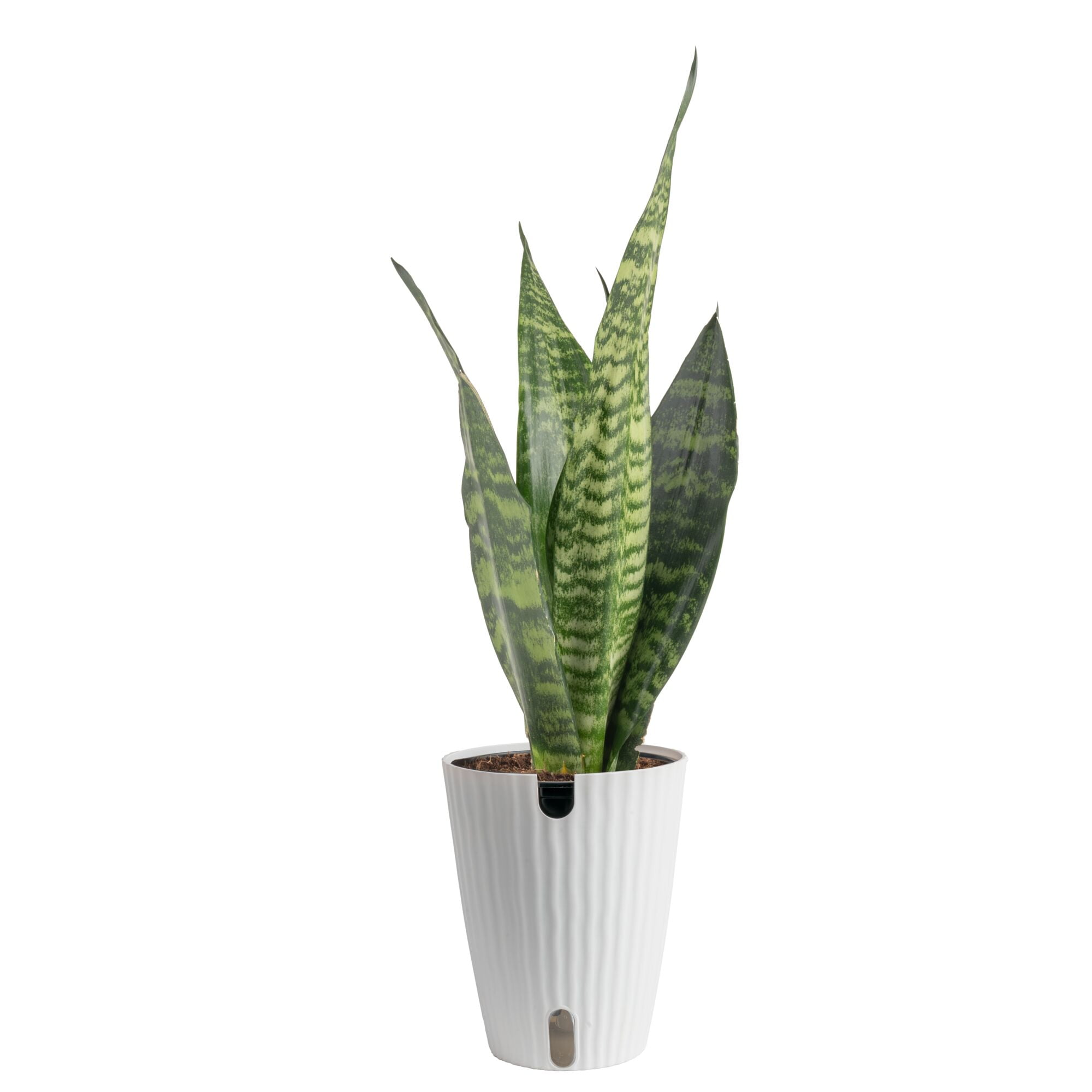 Costa Farms 12" Snake Plant Zeylanica Live House Plants in 5" Self-Watering Planter